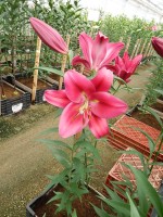 [5185 Carbonero VWS No02.JPG]